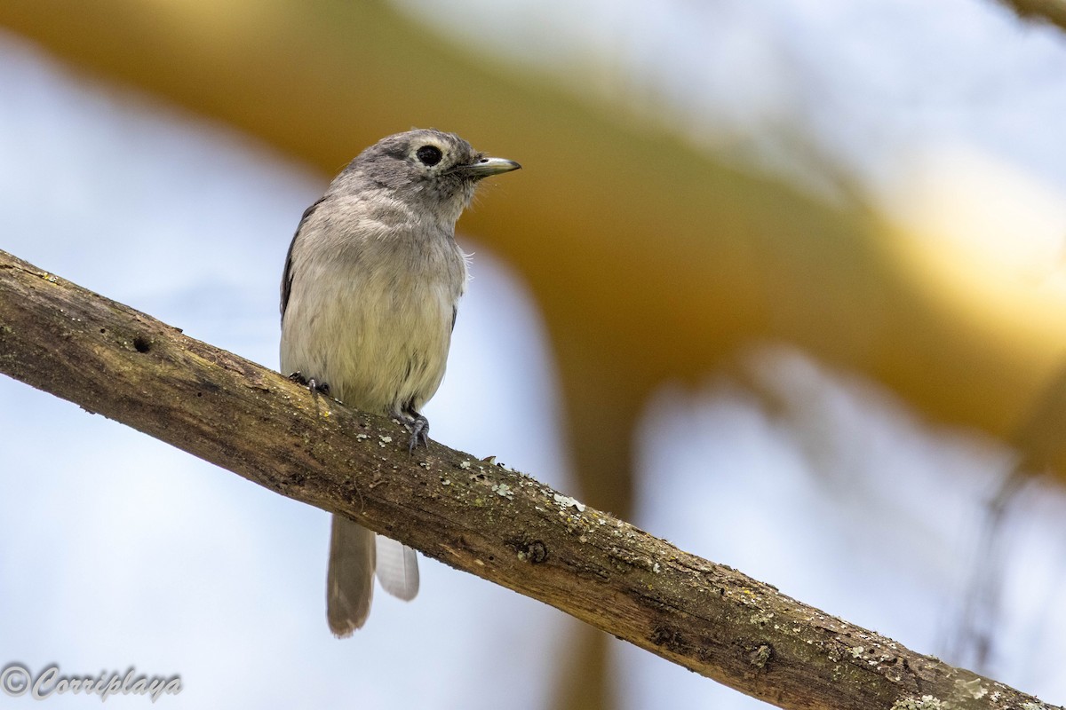White-eyed Slaty-Flycatcher - ML646591878