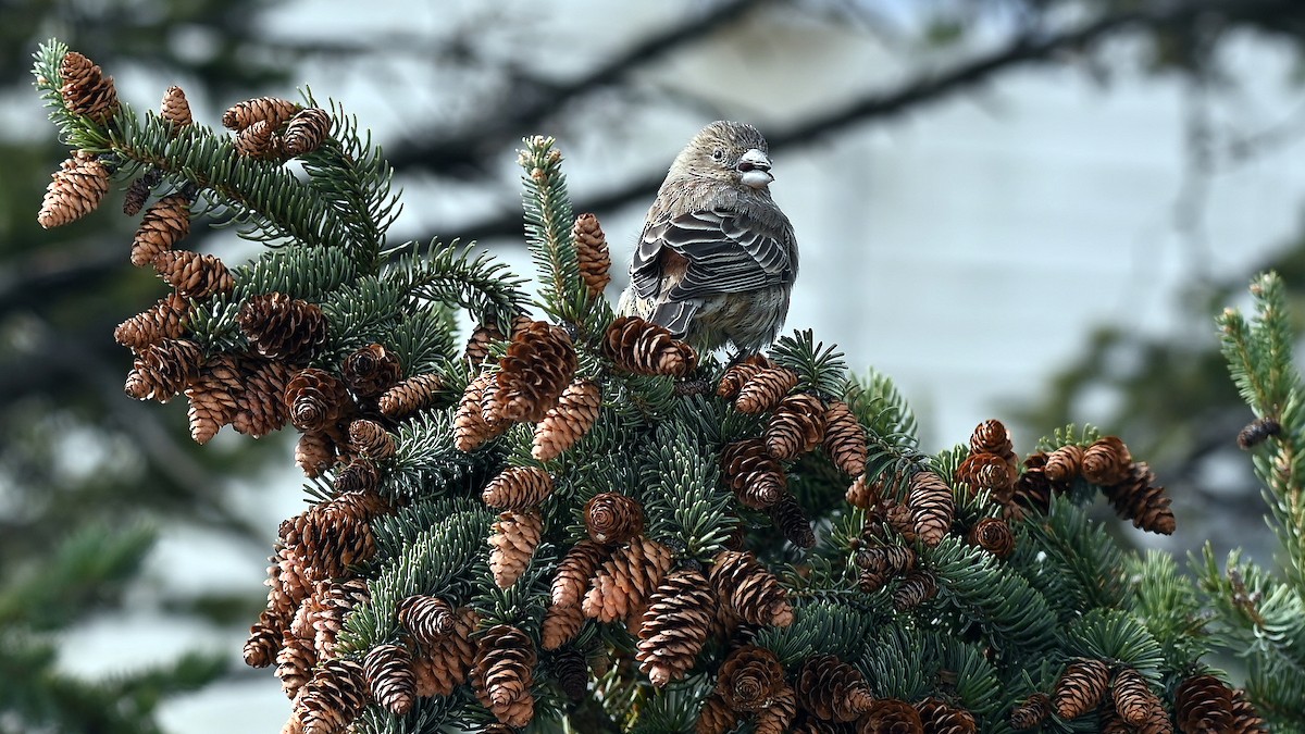 House Finch - ML646591880