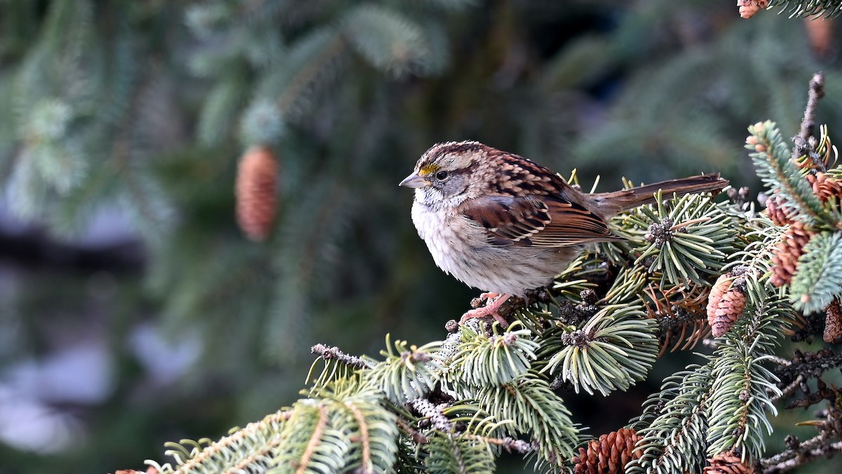 White-throated Sparrow - ML646591883
