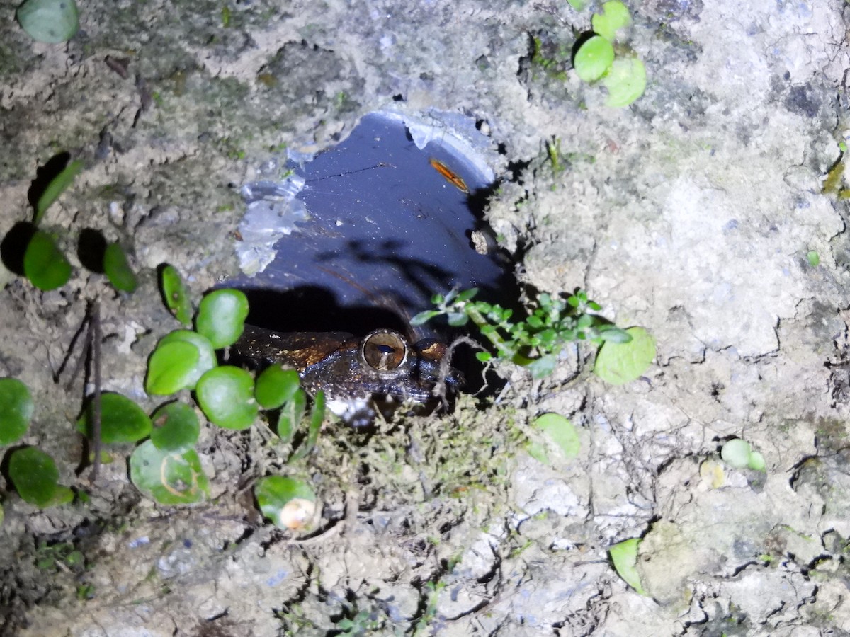 Animals - ML646591884