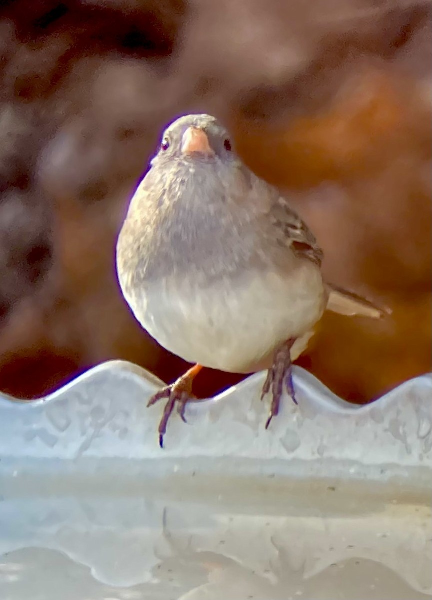 strnadec zimní (ssp. hyemalis/carolinensis) - ML646591885
