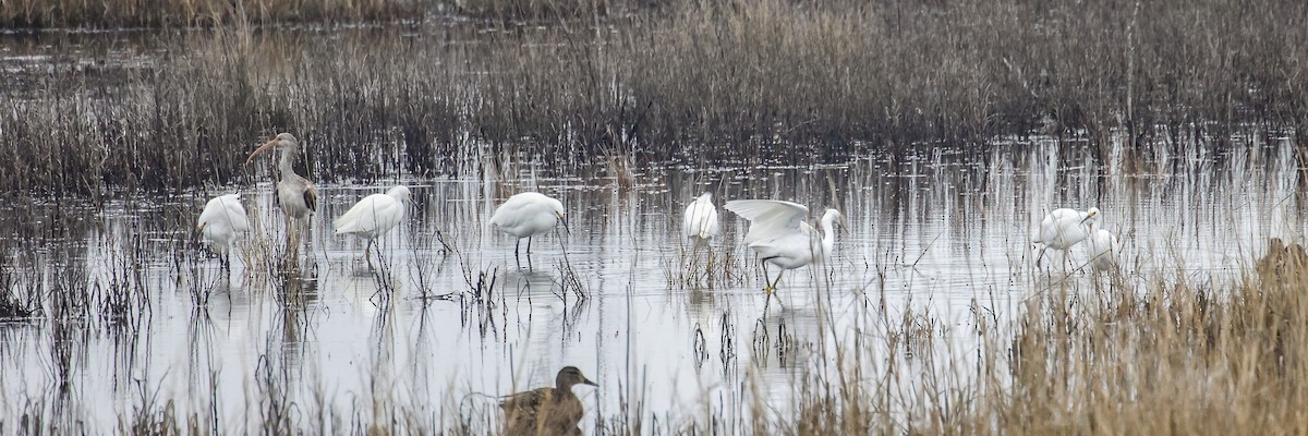 Snowy Egret - ML646591890