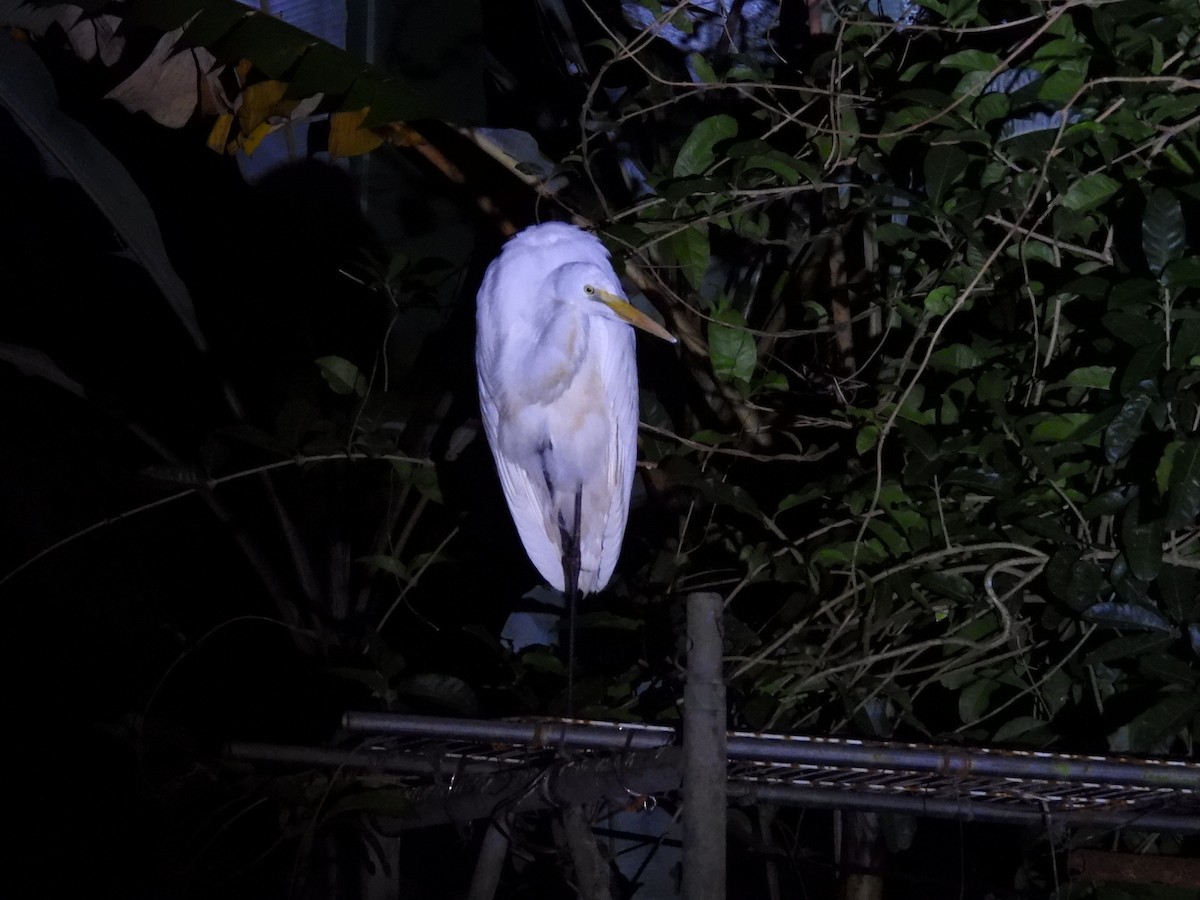 Héron de Coromandel - ML646591891