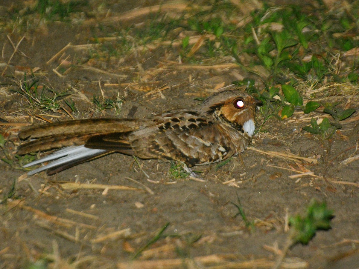 pauraquenattravn - ML646591894