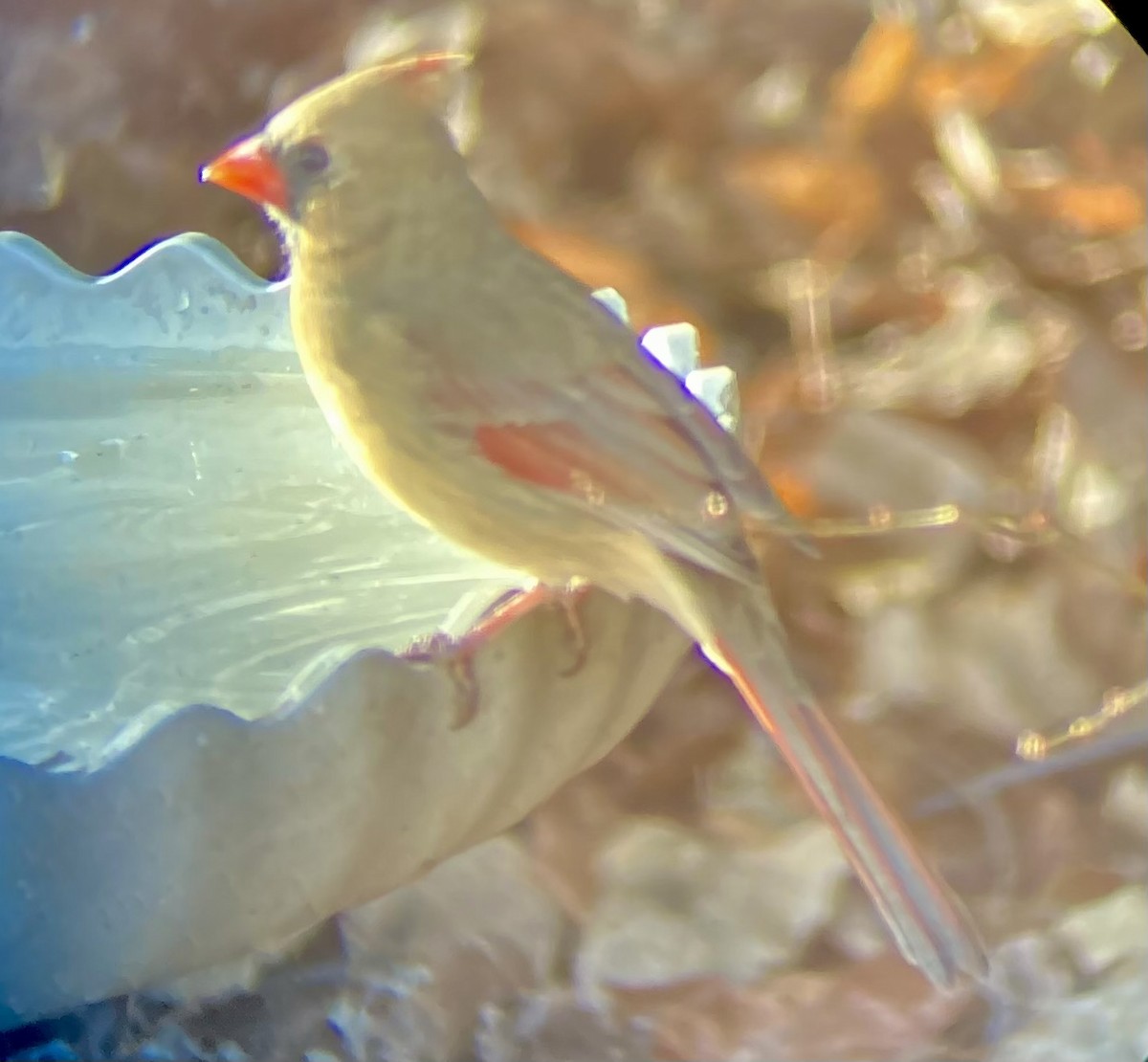 rødkardinal - ML646591896