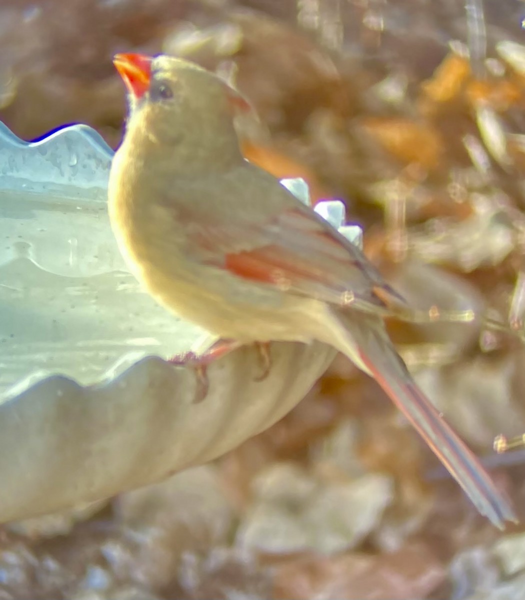 rødkardinal - ML646591897