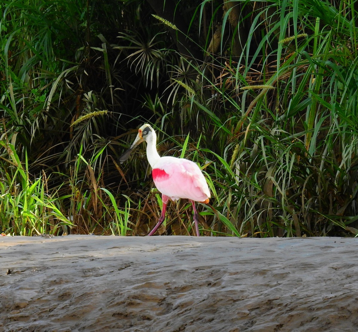 Roseate Spoonbill - ML646591900
