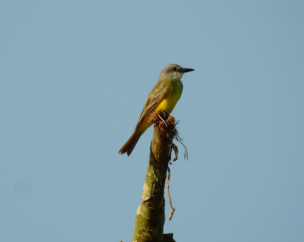 Tropical Kingbird - ML646591901
