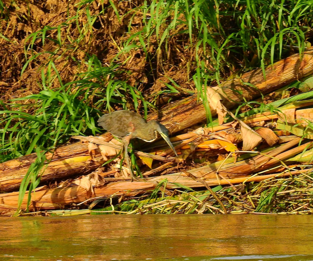 Bare-throated Tiger-Heron - ML646591903