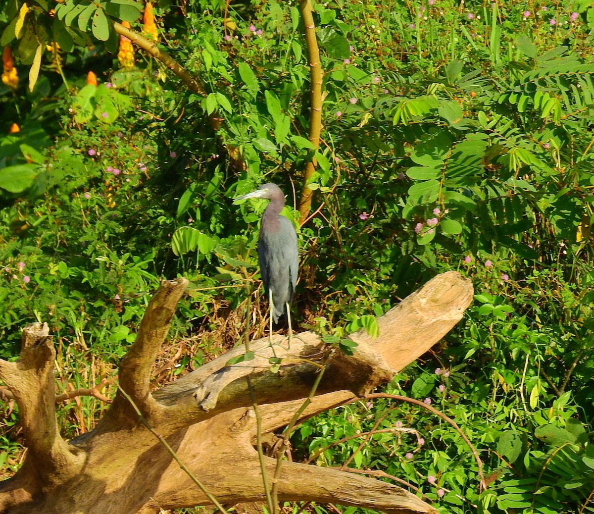 לבנית כחולה קטנה - ML646591905
