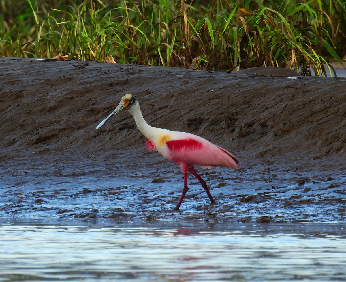 Roseate Spoonbill - ML646591907