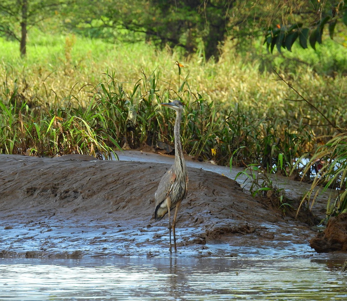 אנפה אמריקנית - ML646591908