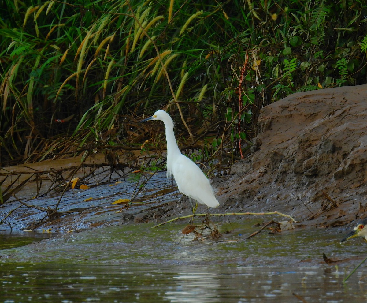 לבנית אמריקנית - ML646591909