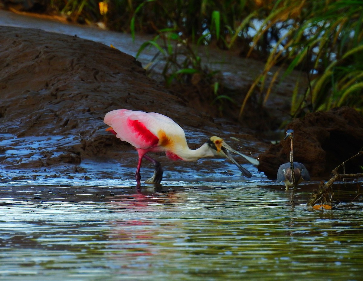 Roseate Spoonbill - ML646591910