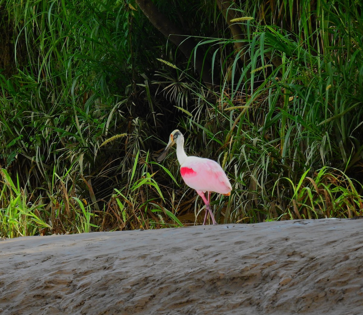 Roseate Spoonbill - ML646591911