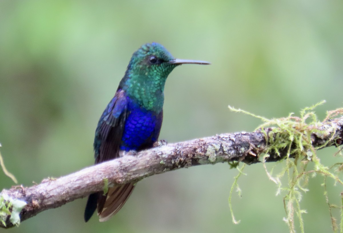 アオボウシモリハチドリ - ML646591912