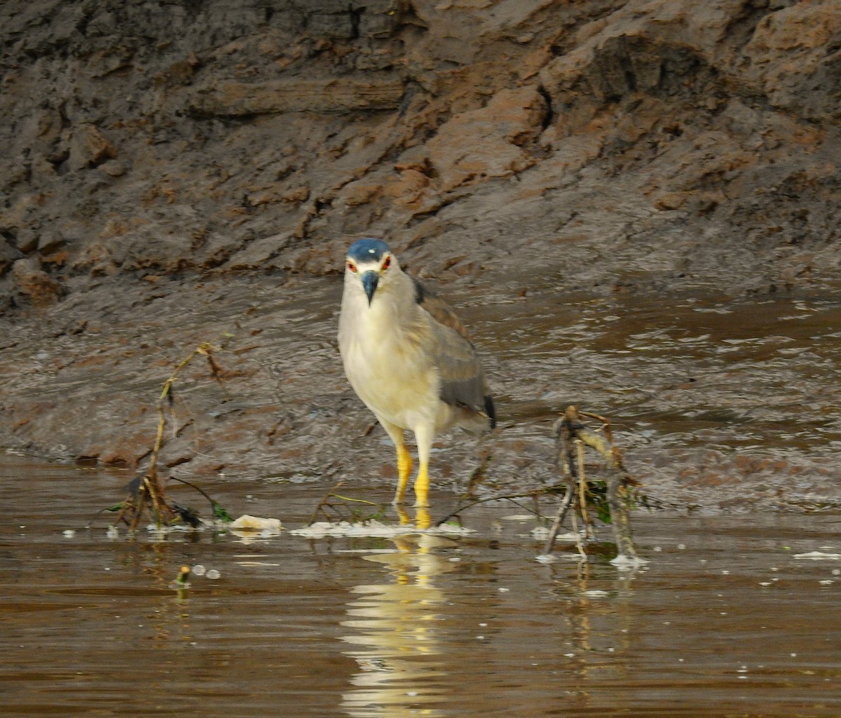 אנפת לילה - ML646591913