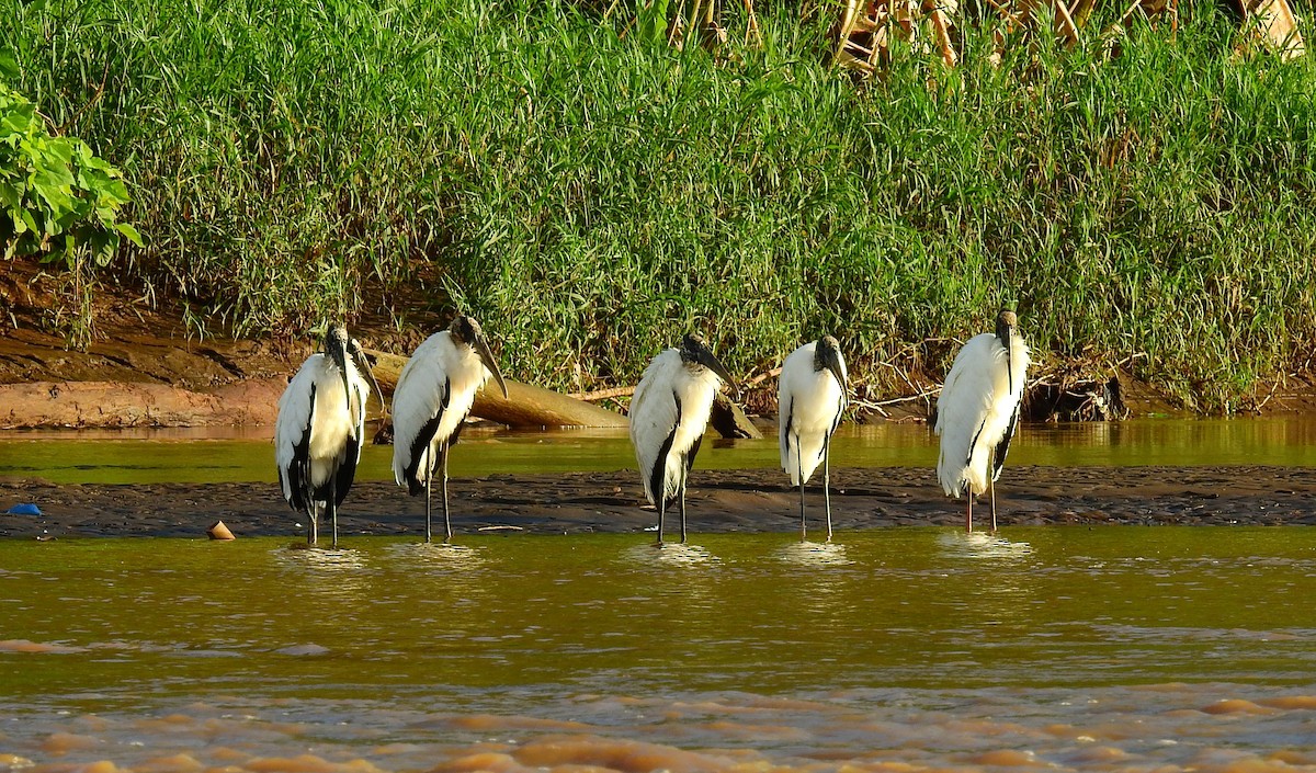Wood Stork - ML646591914