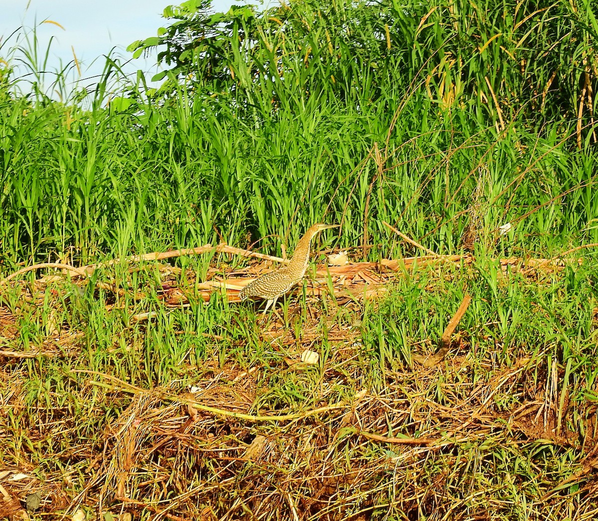 Bare-throated Tiger-Heron - ML646591915