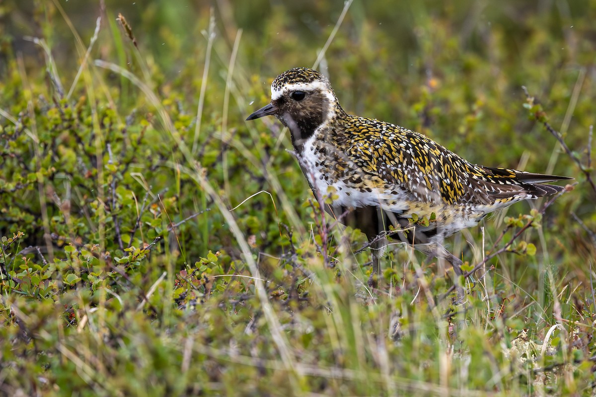 Сивка звичайна - ML646591916