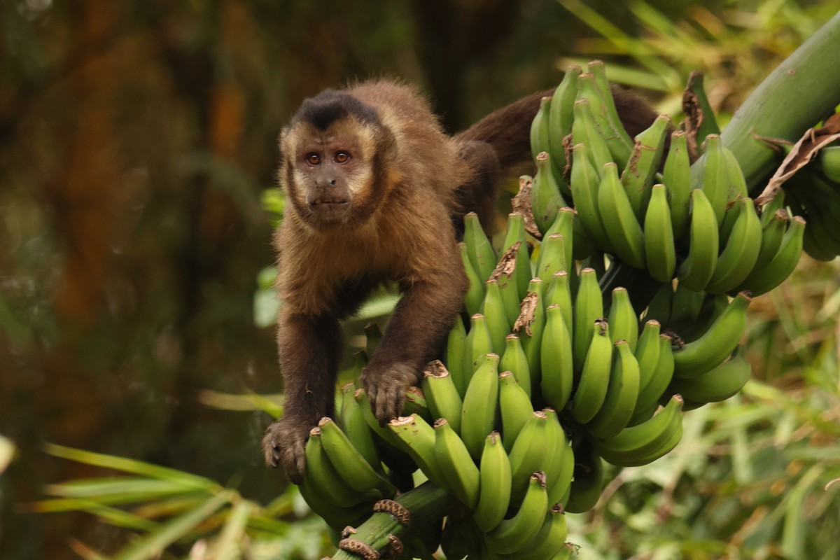 Black capuchin - ML646591917