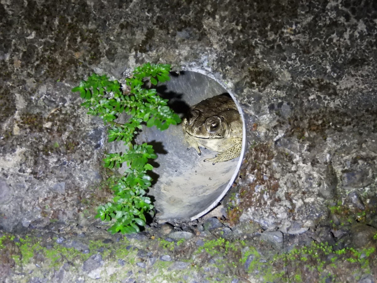 Animals - ML646591919