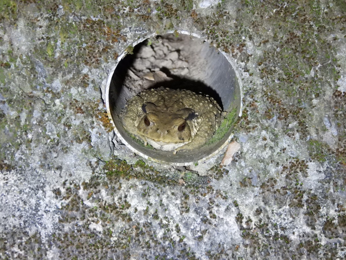 Animals - ML646591920