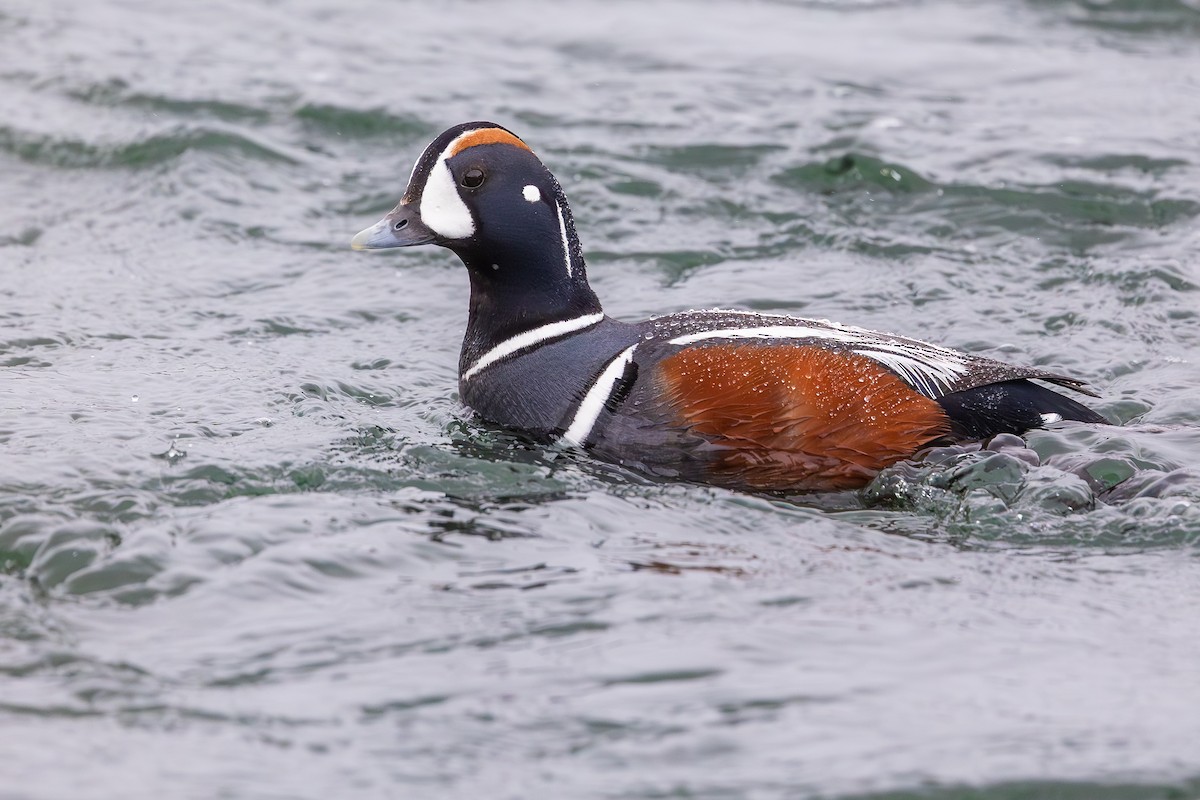 Palyaço Ördeği - ML646591921