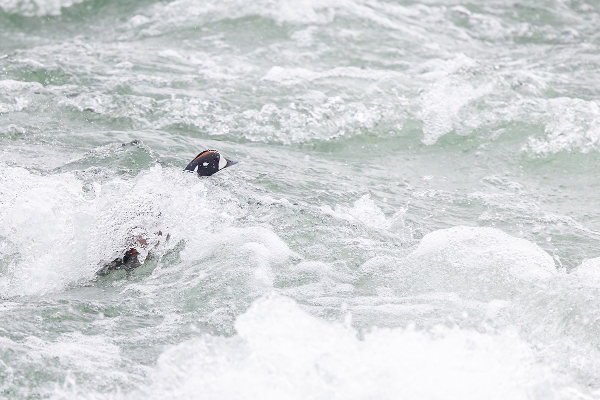 Palyaço Ördeği - ML646591922