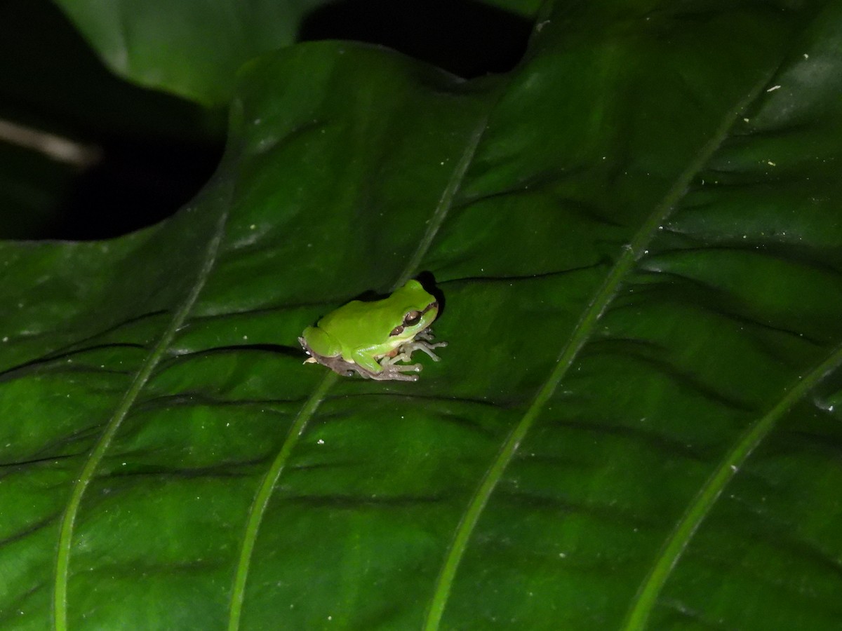 Animals - ML646591924