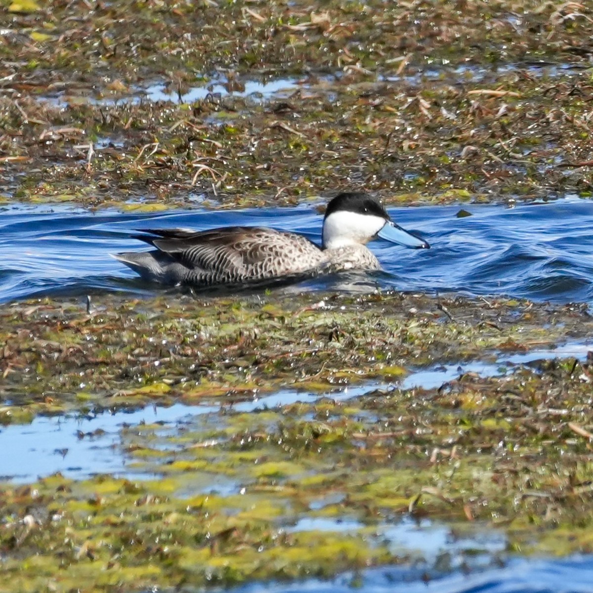 Puna Teal - ML646591925