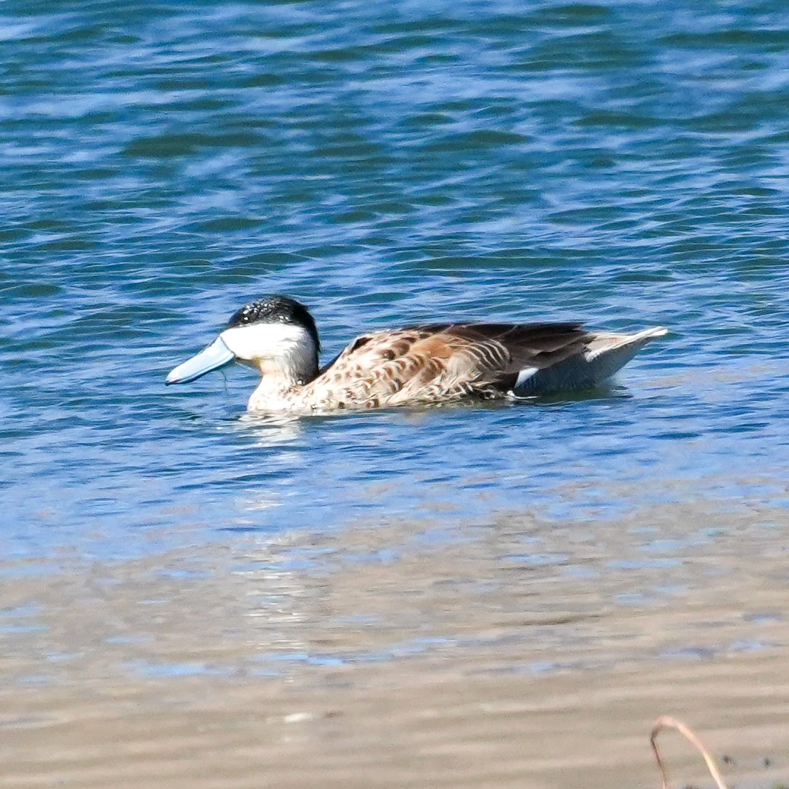 Puna Teal - ML646591926