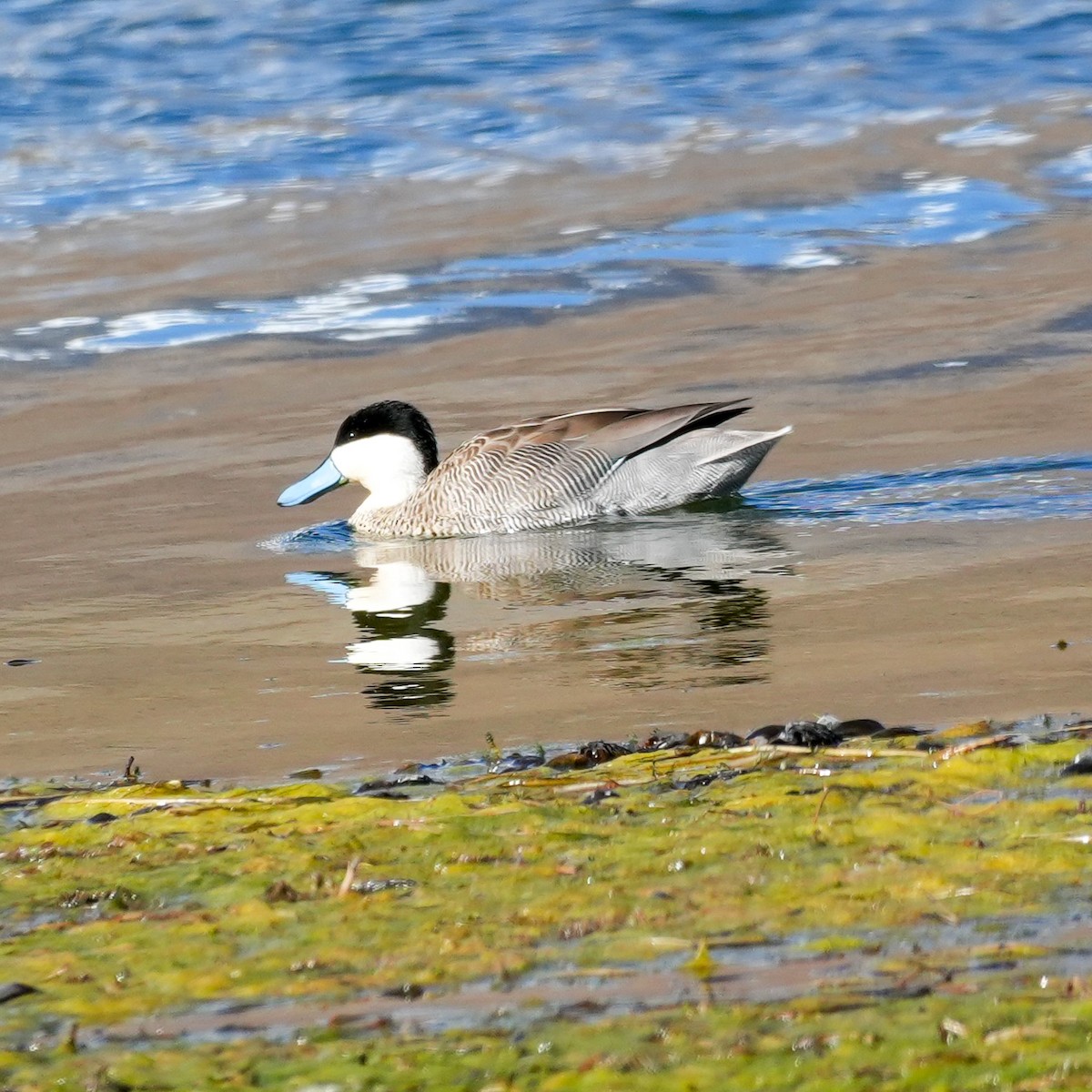 Puna Teal - ML646591927