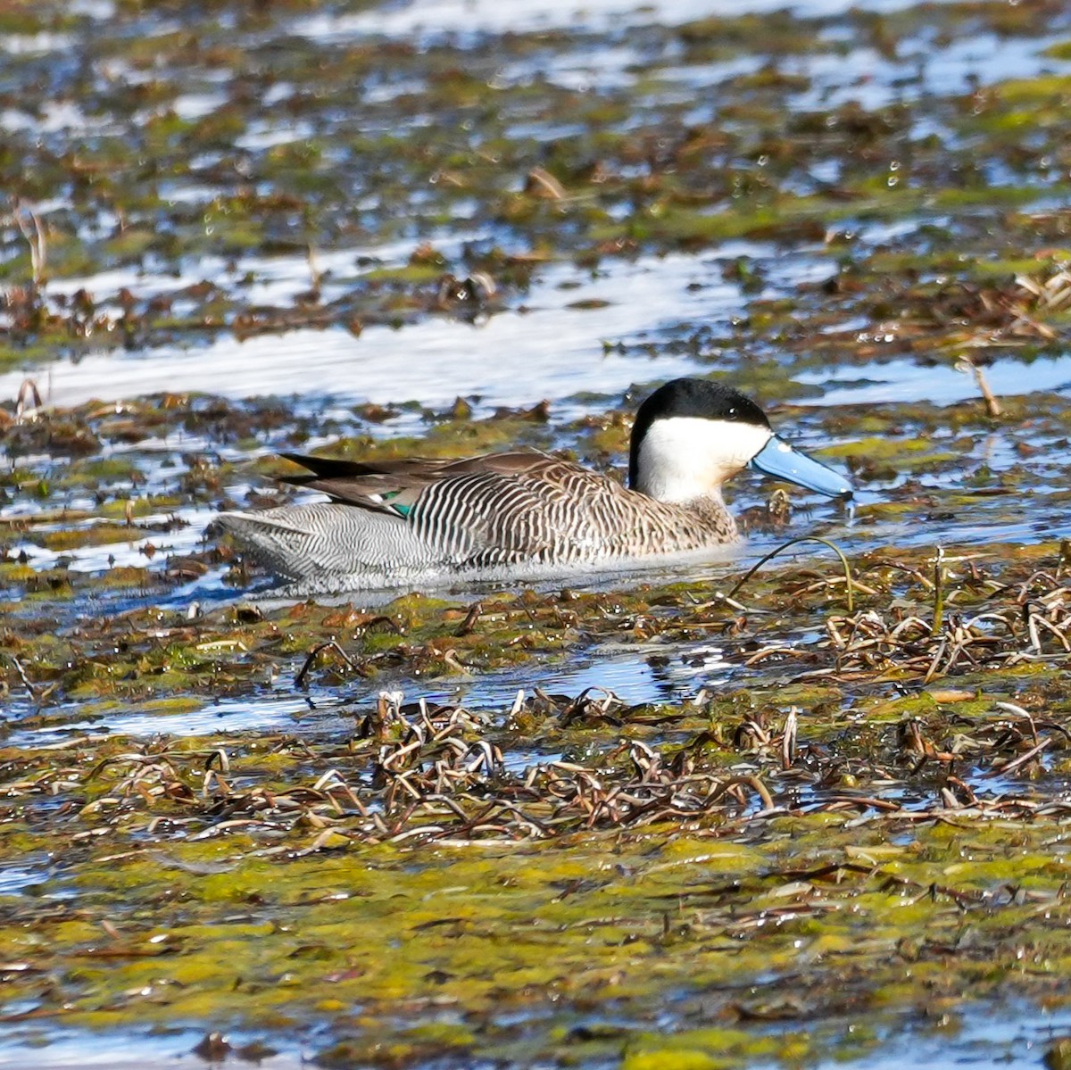 Puna Teal - ML646591928