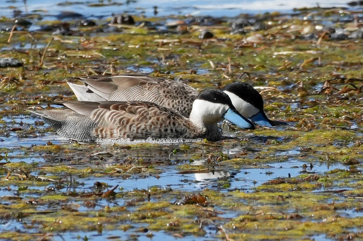 Puna Teal - ML646591929