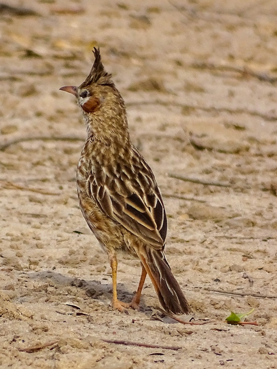 Lark-like Brushrunner - ML646591930