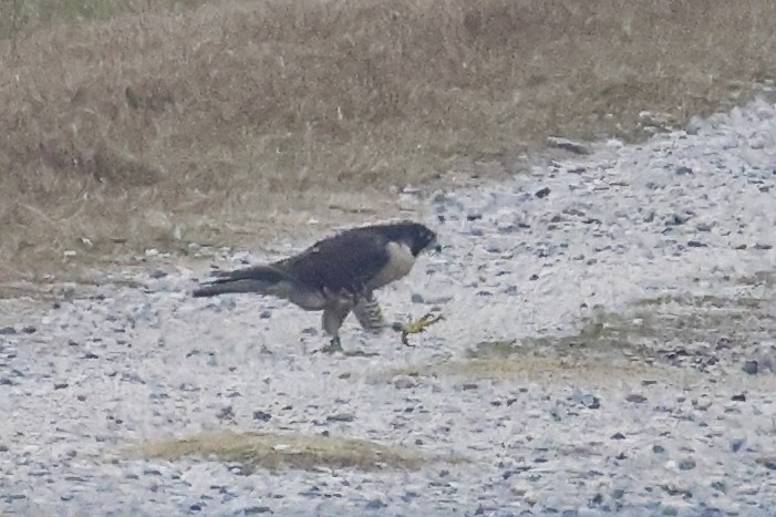 Peregrine Falcon - ML646591931