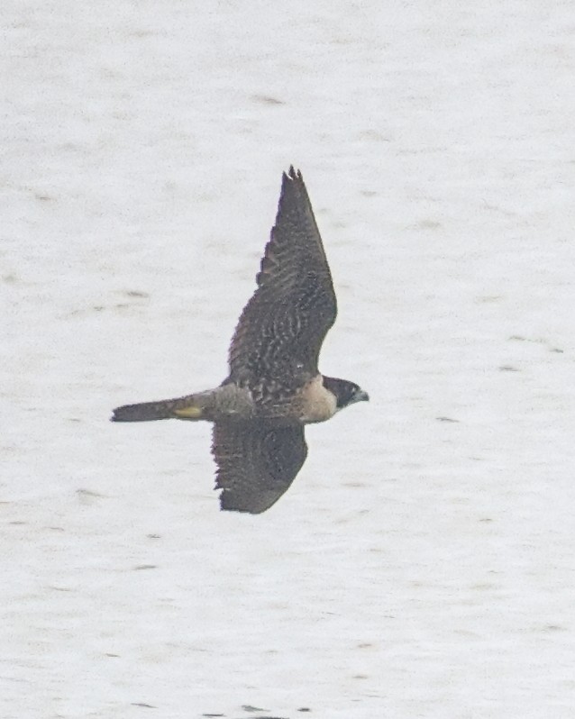 Peregrine Falcon - ML646591932