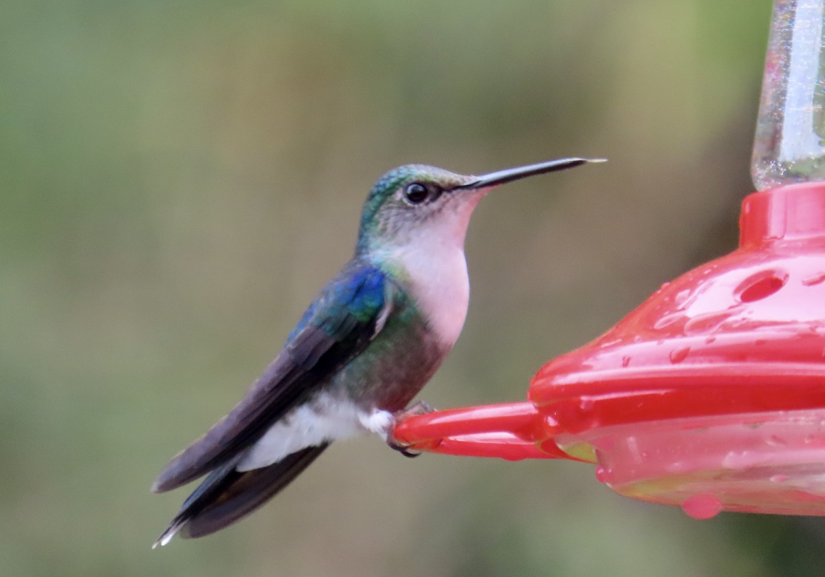 アオボウシモリハチドリ - ML646591933