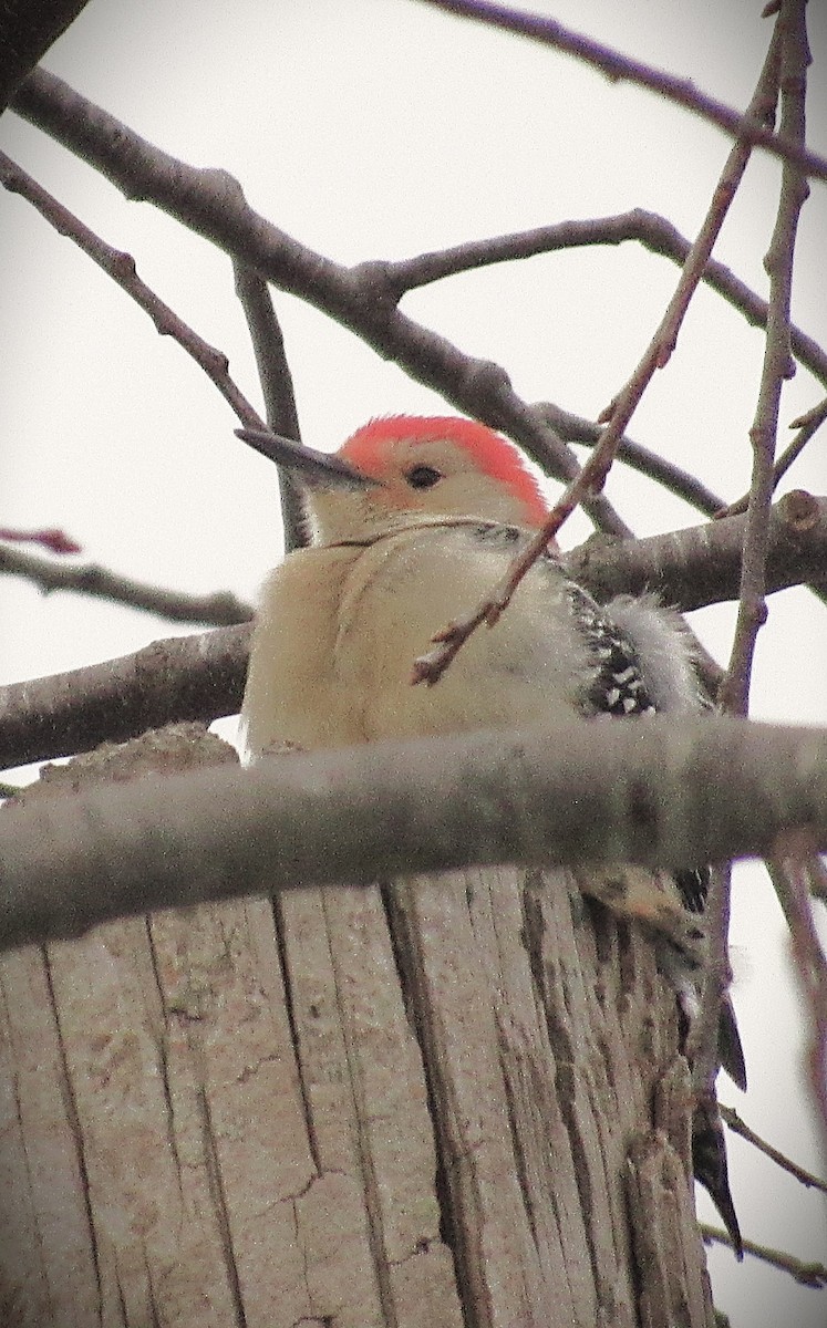 Red-bellied Woodpecker - ML646591934