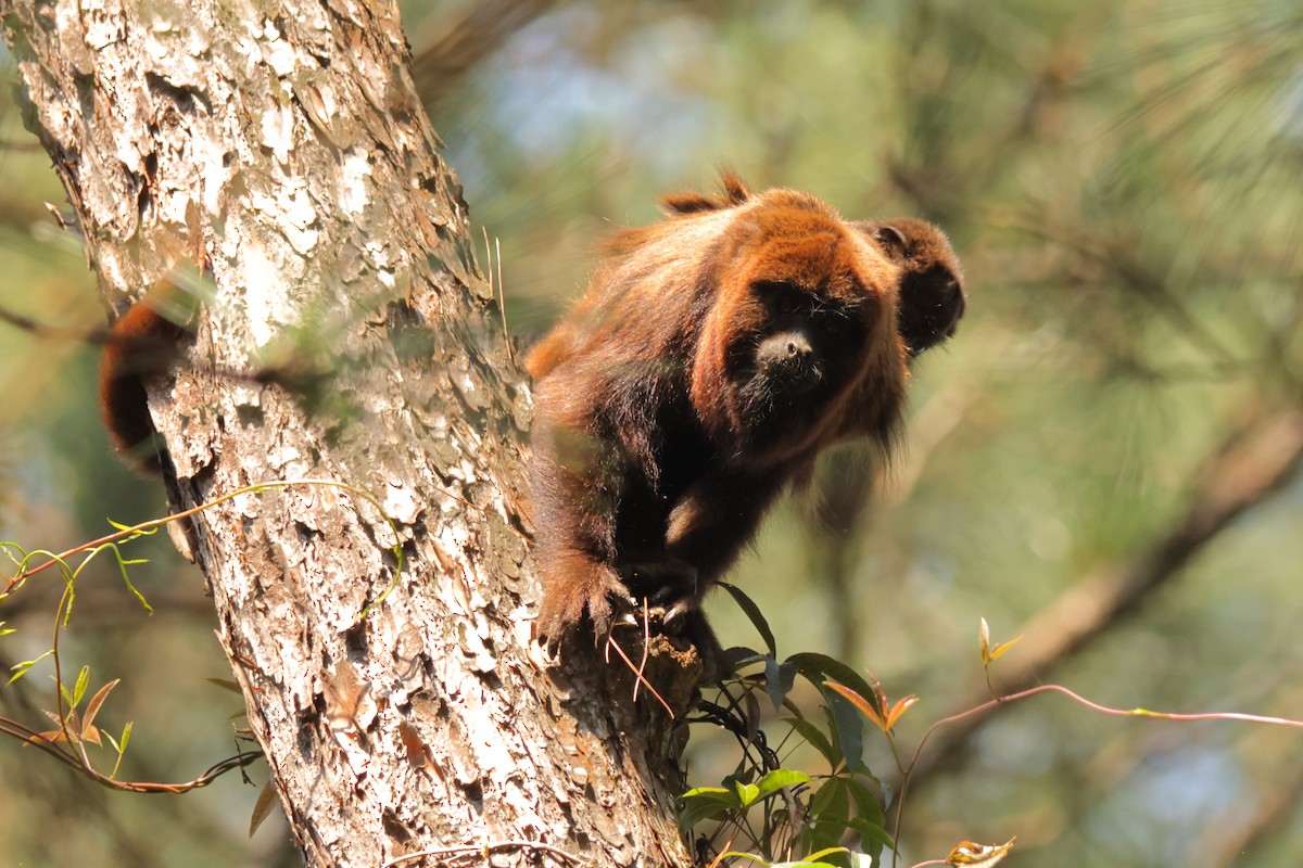Brown Howler Monkey - ML646591947