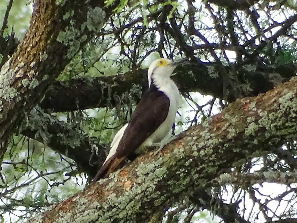 White Woodpecker - ML646591948