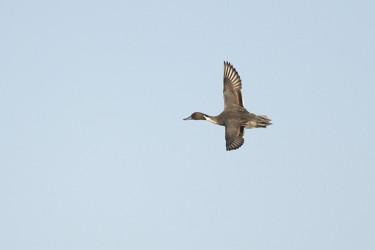 Northern Pintail - ML646591950