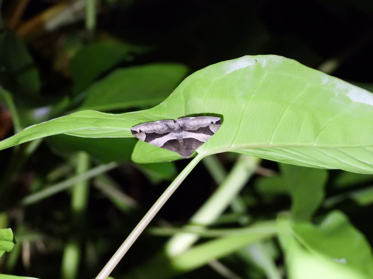 Animals - ML646591952