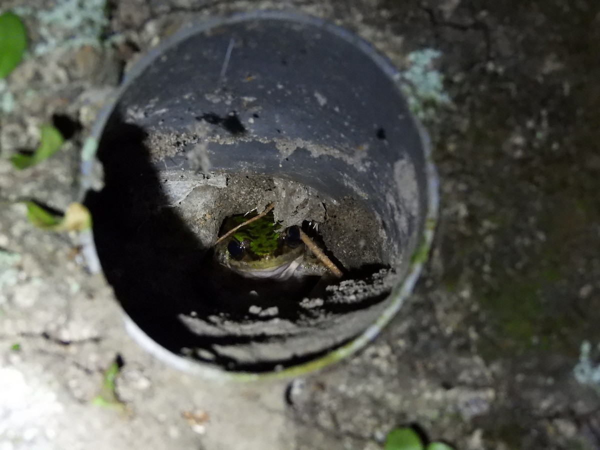 Animals - ML646591956