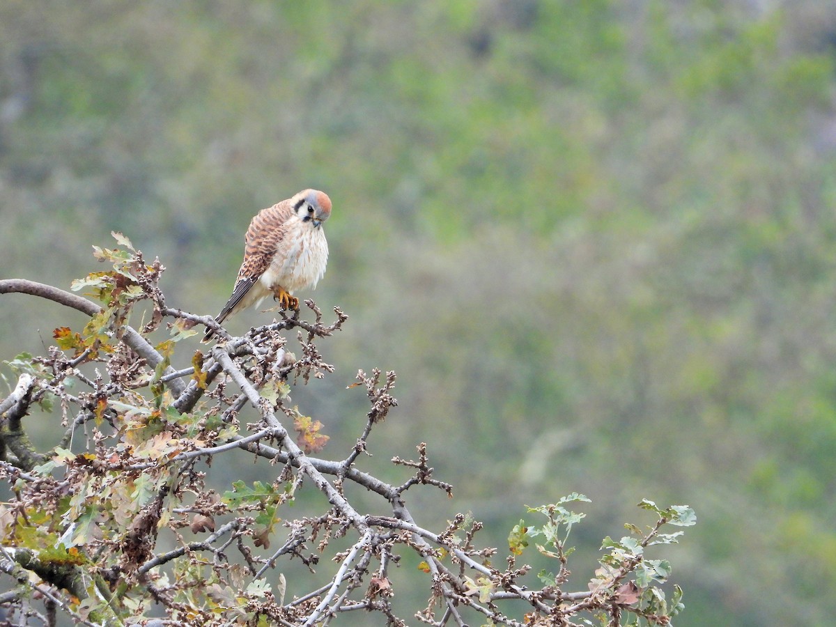 American Kestrel - ML646591957