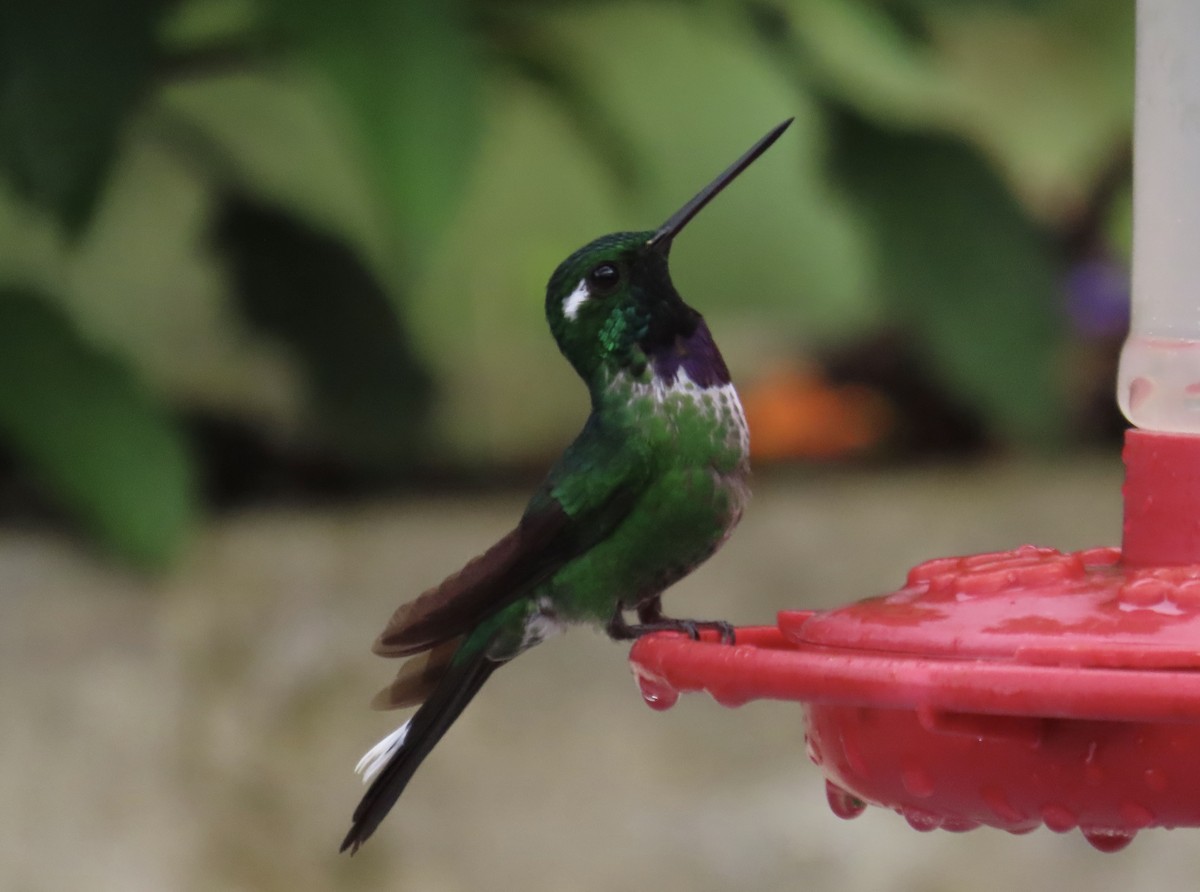 シロエンビハチドリ - ML646591958