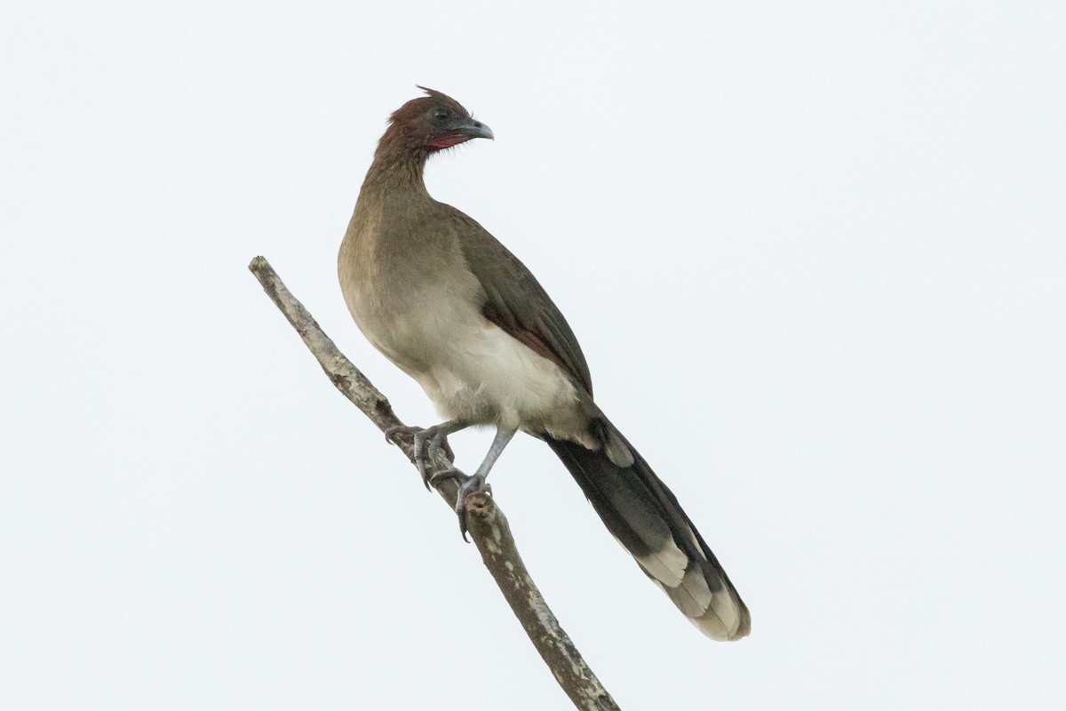 Chestnut-winged Chachalaca - ML646591959
