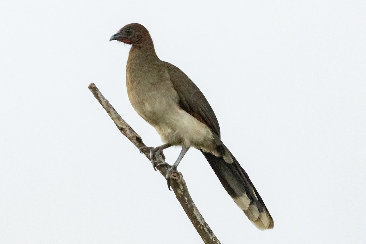 Chestnut-winged Chachalaca - ML646591960