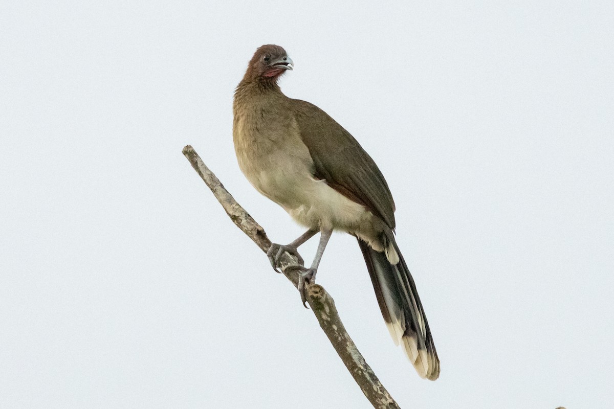 Chestnut-winged Chachalaca - ML646591961